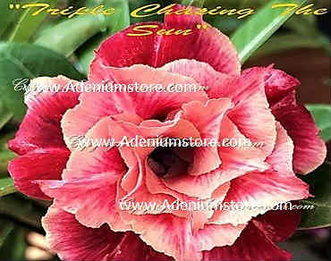 (image for) Adenium Obesum \'Triple Chasing the Sun\' 5 Seeds